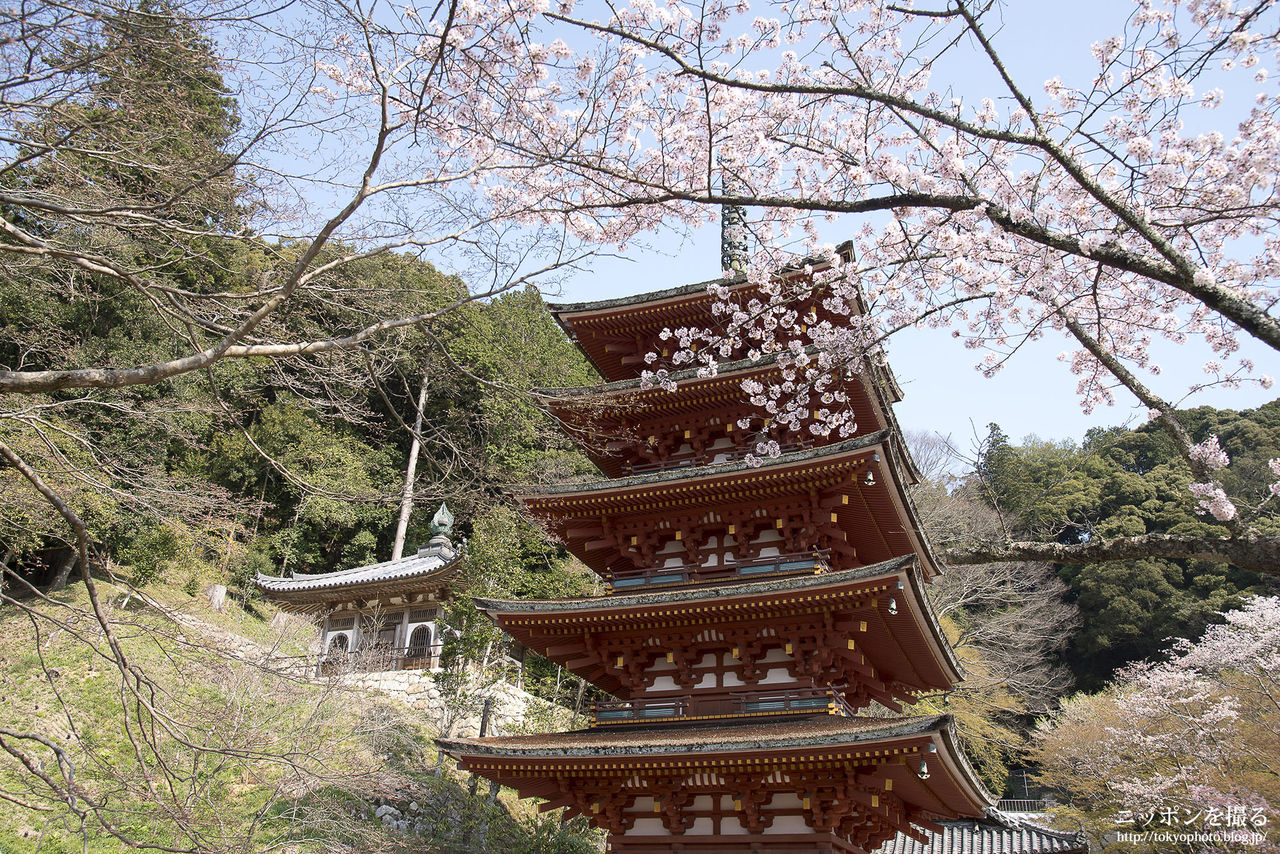 奈良の桜】長谷寺の桜吹雪がめちゃくちゃ綺麗でした : ニッポンを撮る