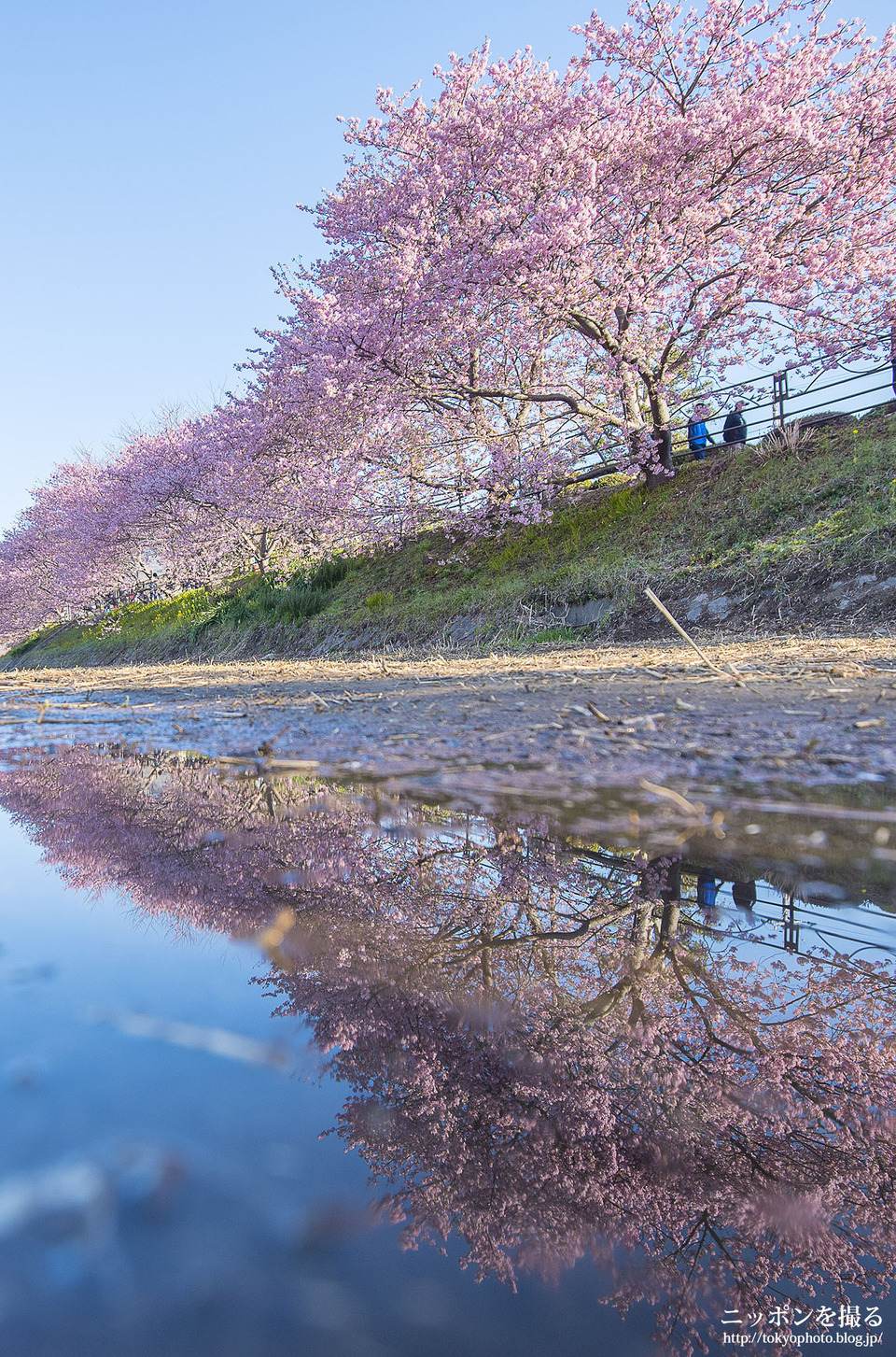 静岡県_河津町_河津桜まつり_0062