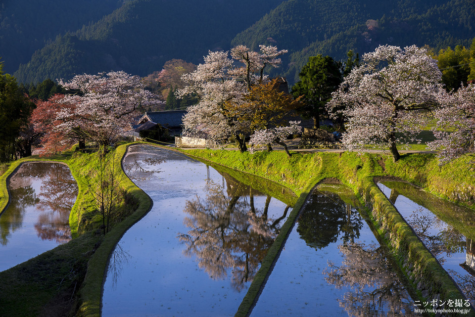 三重県_津市_三多気の桜_0295
