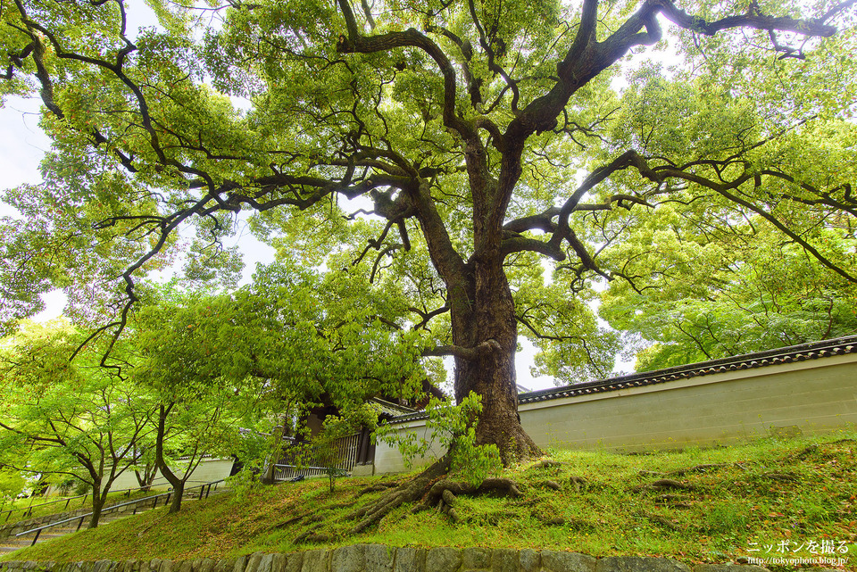 京都府_京都市東山区_青蓮院_0402