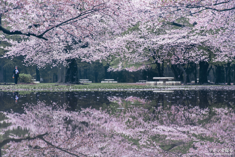 46_東京_練馬区_光が丘公園