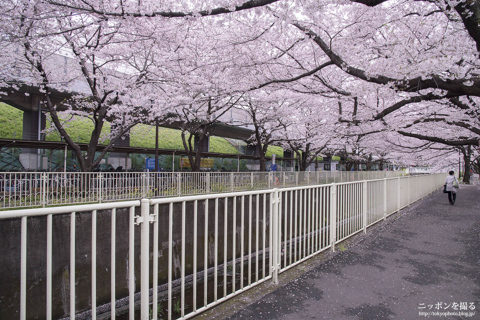 高井戸_0330_神田川_桜