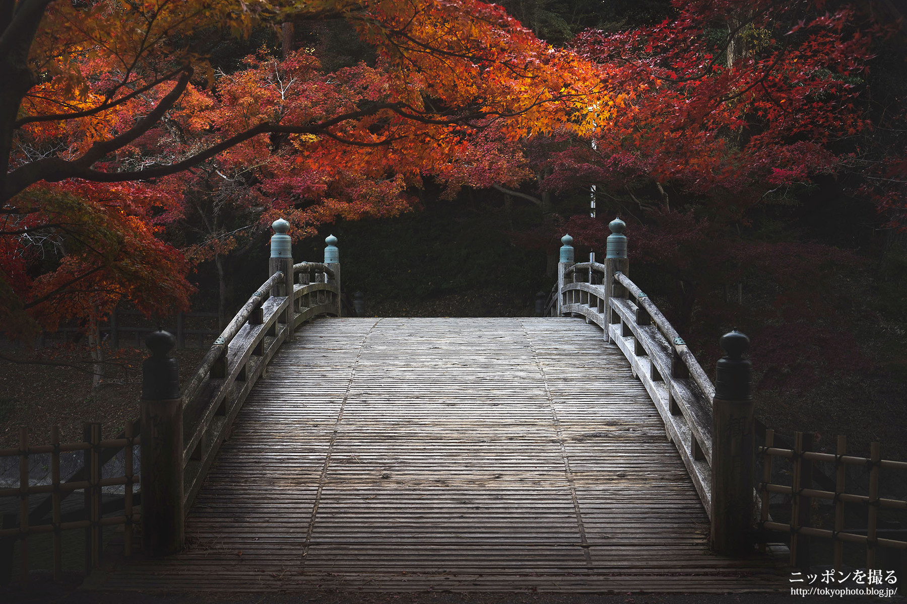 岡崎東公園の紅葉とライトアップを撮ってきた ニッポンを撮る