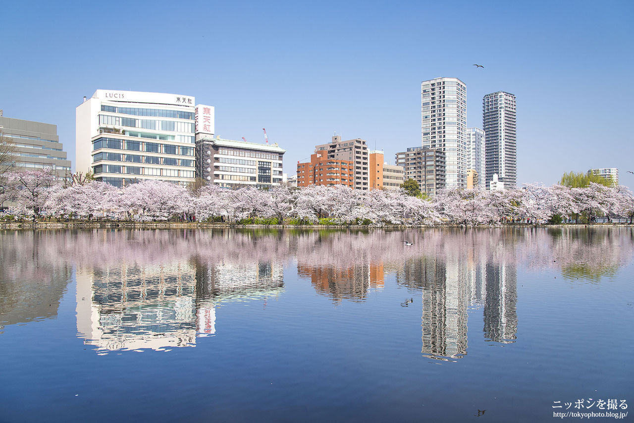 撮影スポット情報】上野公園（東京都台東区） : ニッポンを撮る