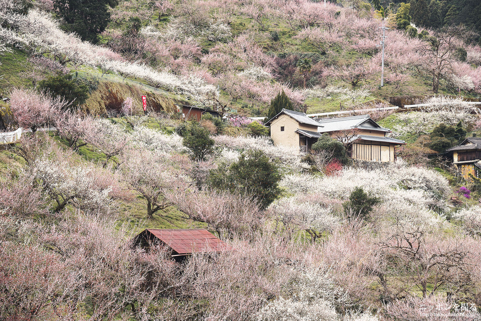 奈良県_五條市_賀名生梅林_0332