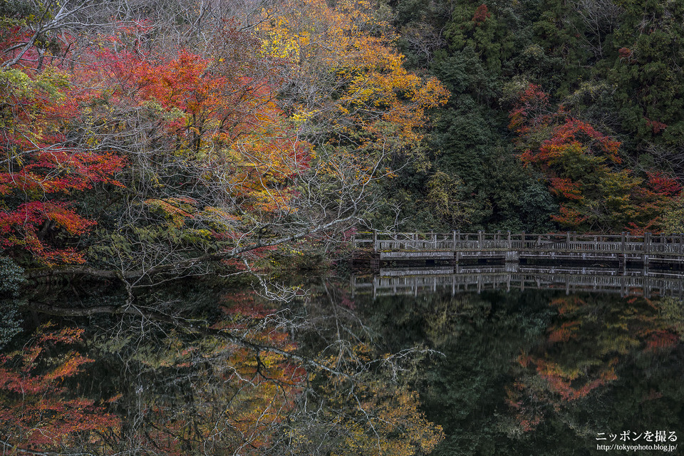 滋賀県_高島市_もみじ池_181124_0120