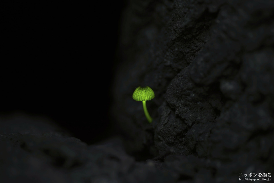 紀伊半島_三重県_熊野市_シイノトモシビタケ