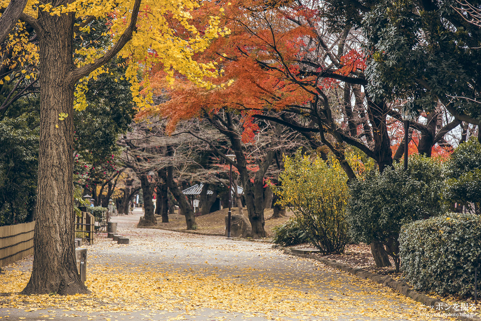 都電17_飛鳥山_飛鳥山公園_2