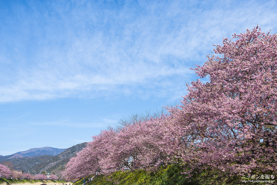 静岡県_河津町_河津桜まつり_0334