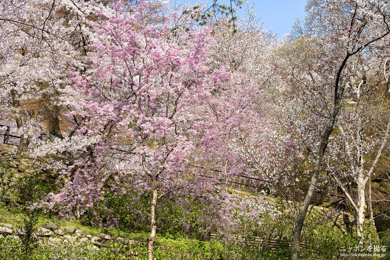 奈良の桜】長谷寺の桜吹雪がめちゃくちゃ綺麗でした : ニッポンを撮る