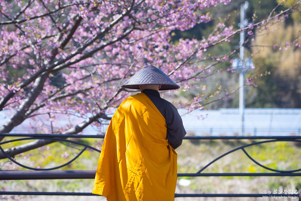 静岡県_河津町_河津桜まつり_0338