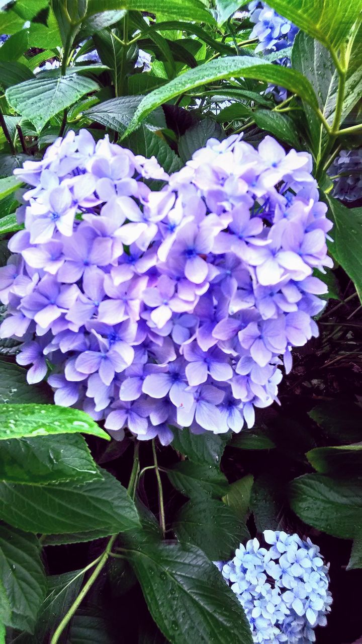 紫陽花 瀬戸内のカフェ 明治屋へようこそ