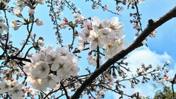 大平山の桜