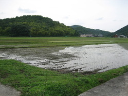 田植え