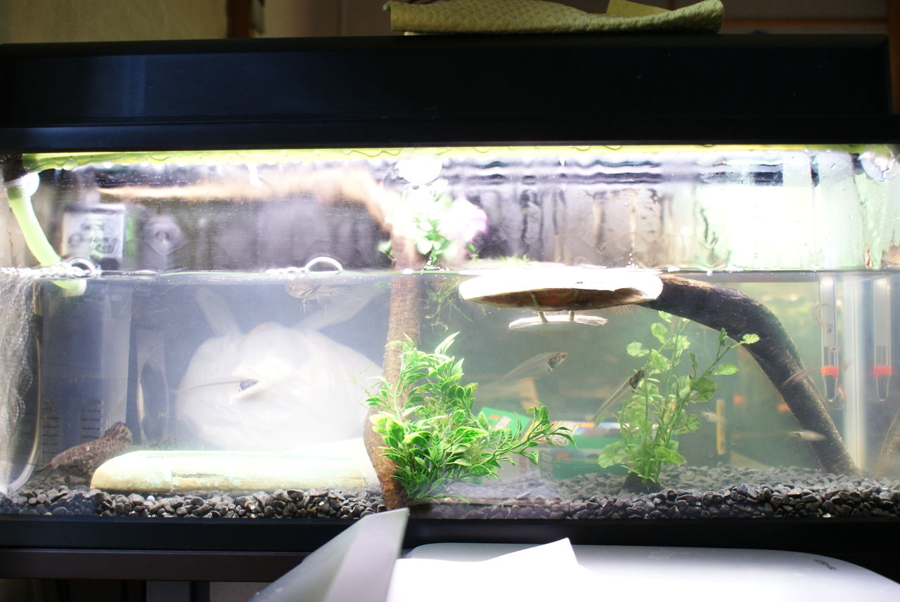 なんとか魚紹介 たんすいぎょをしいくせよ なんとか魚紹介 たんすいぎょをしいくせよ
