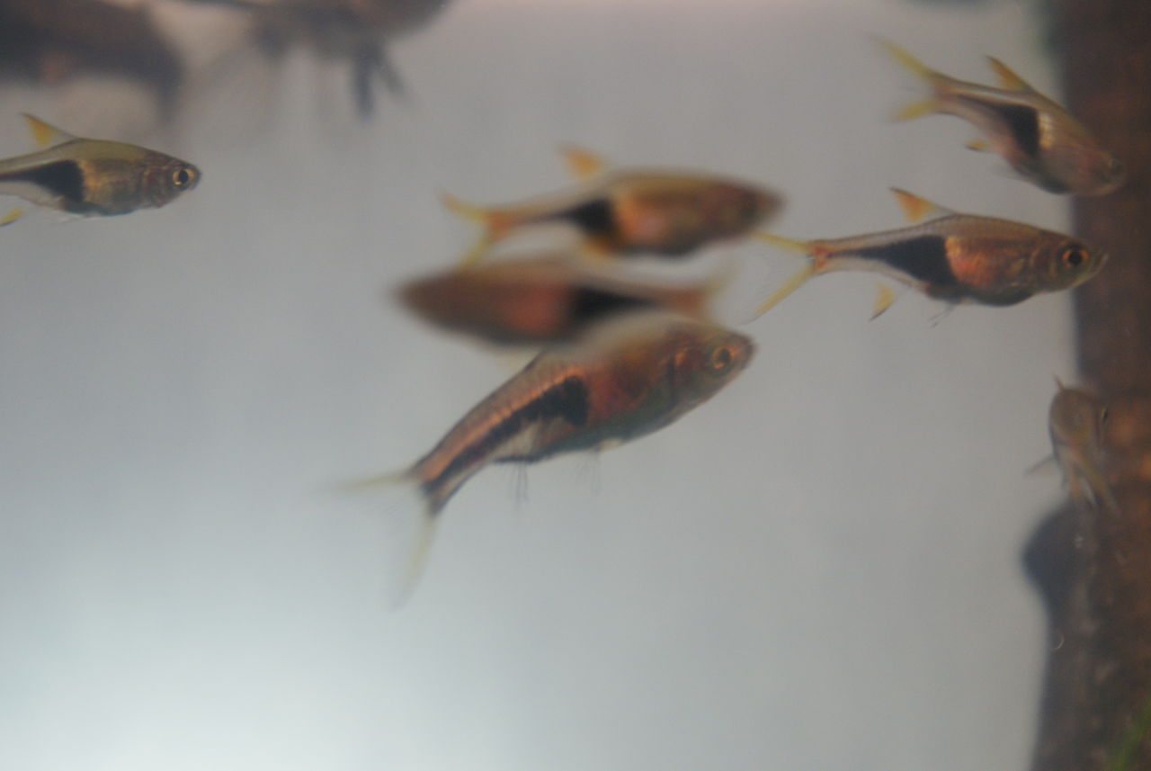 なんとか魚紹介 たんすいぎょをしいくせよ なんとか魚紹介 たんすいぎょをしいくせよ