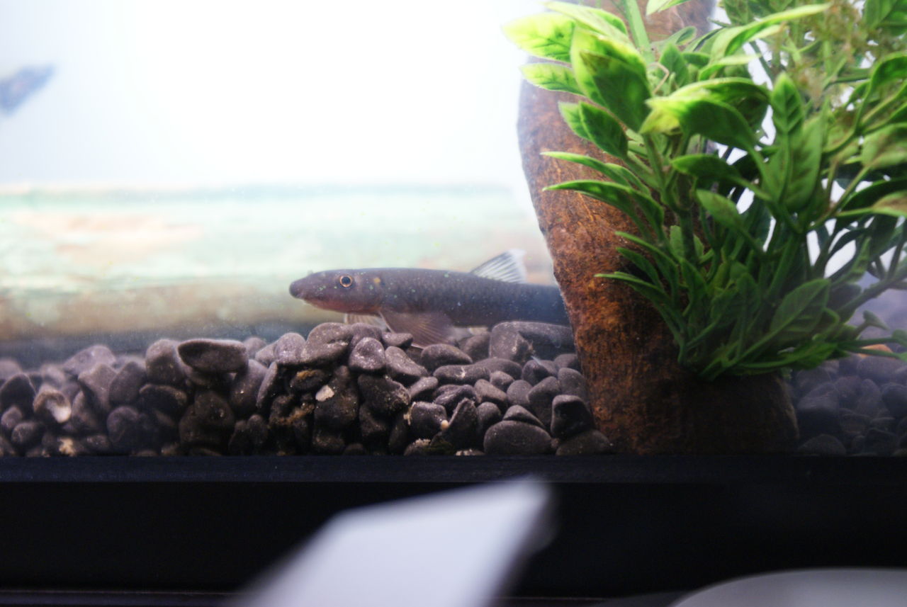 なんとか魚紹介 たんすいぎょをしいくせよ なんとか魚紹介 たんすいぎょをしいくせよ