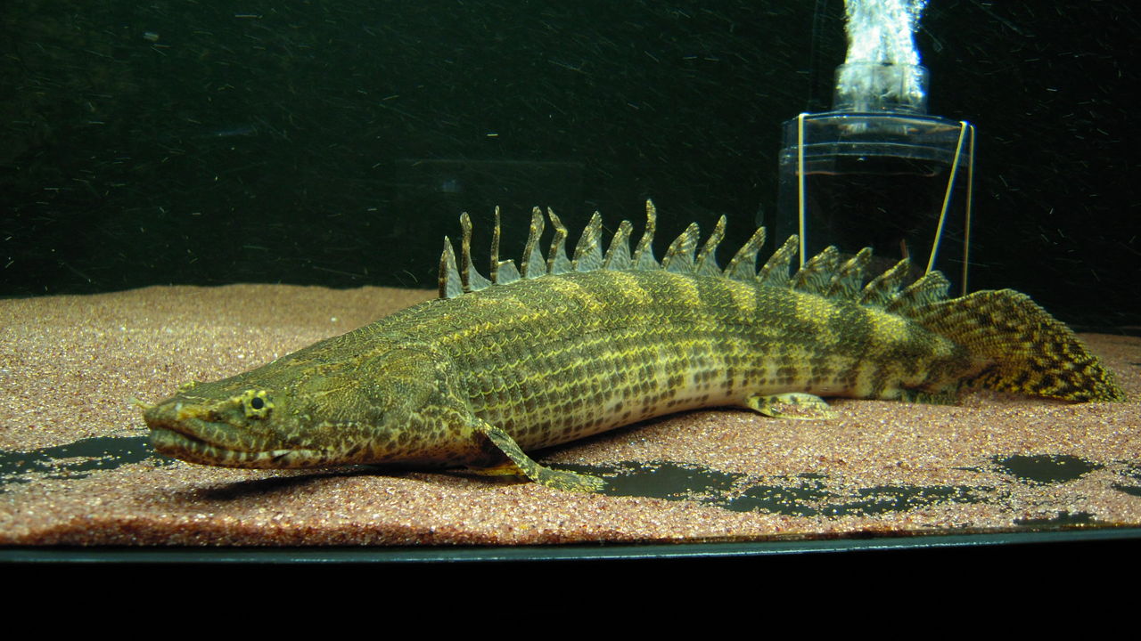 アクアワーク 古代魚ポリプテルス Livedoor Blog ブログ アクアワーク 古代魚ポリプテルス Livedoor Blog ブログ