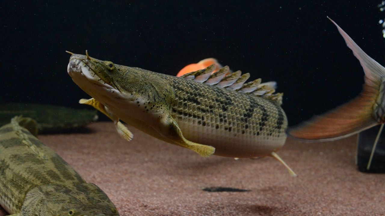 アクアワーク 古代魚ポリプテルス Livedoor Blog ブログ