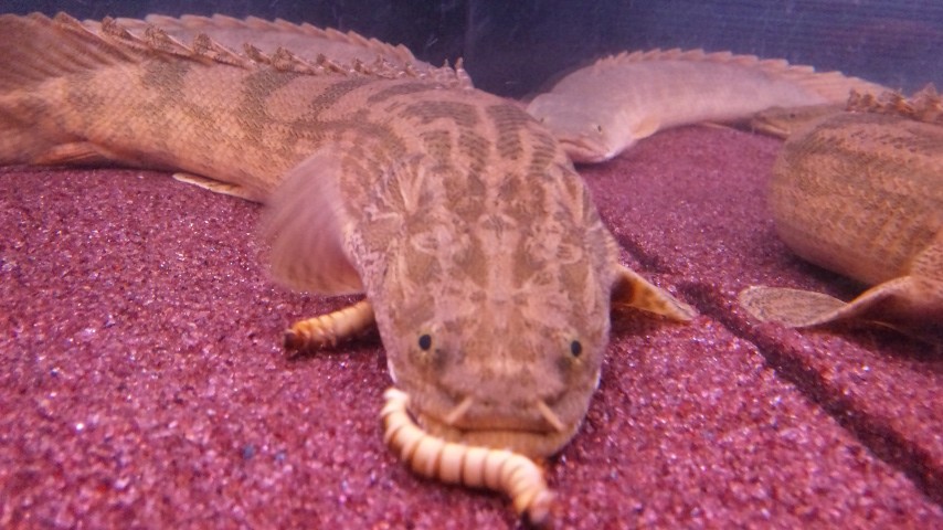 薬浴後の給餌 アクアワーク 古代魚ポリプテルス 薬浴後の給餌 アクアワーク 古代魚ポリプテルス