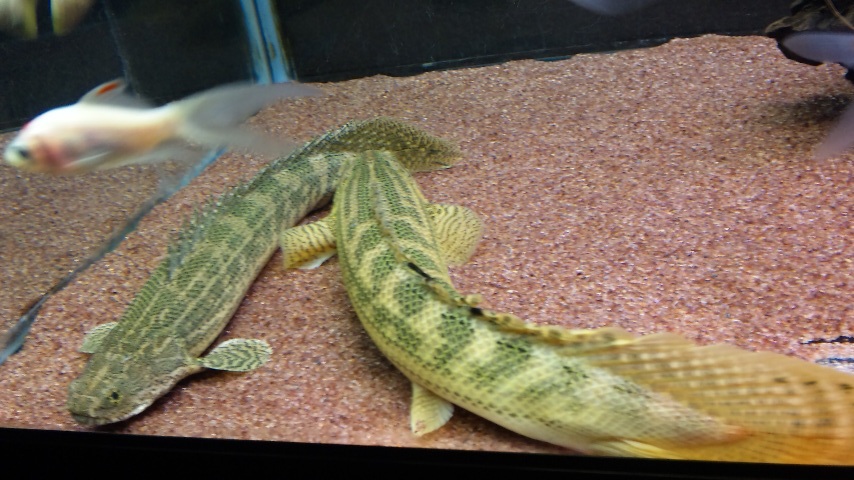 ギニアとナイジェリア・ラプラディの経過 : アクアワーク ～古代魚