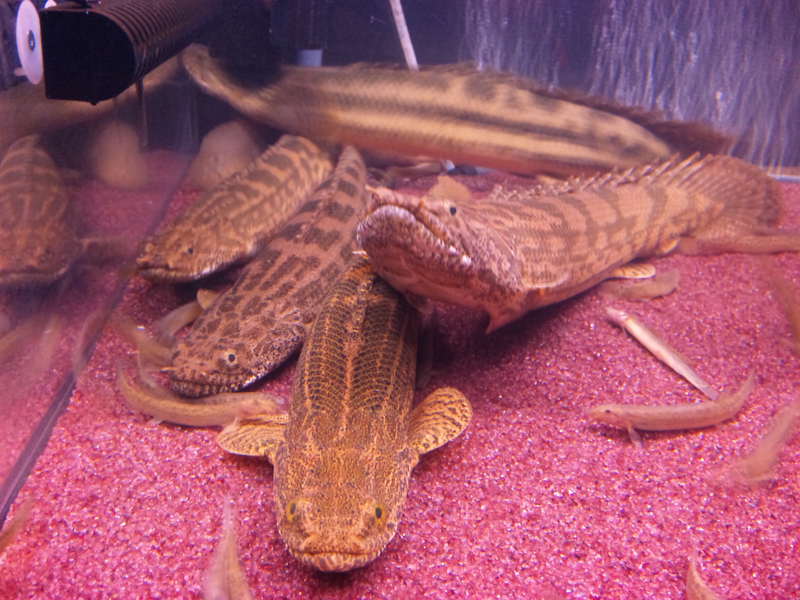 ポリプ的 給餌レス飼育 アクアワーク 古代魚ポリプテルス