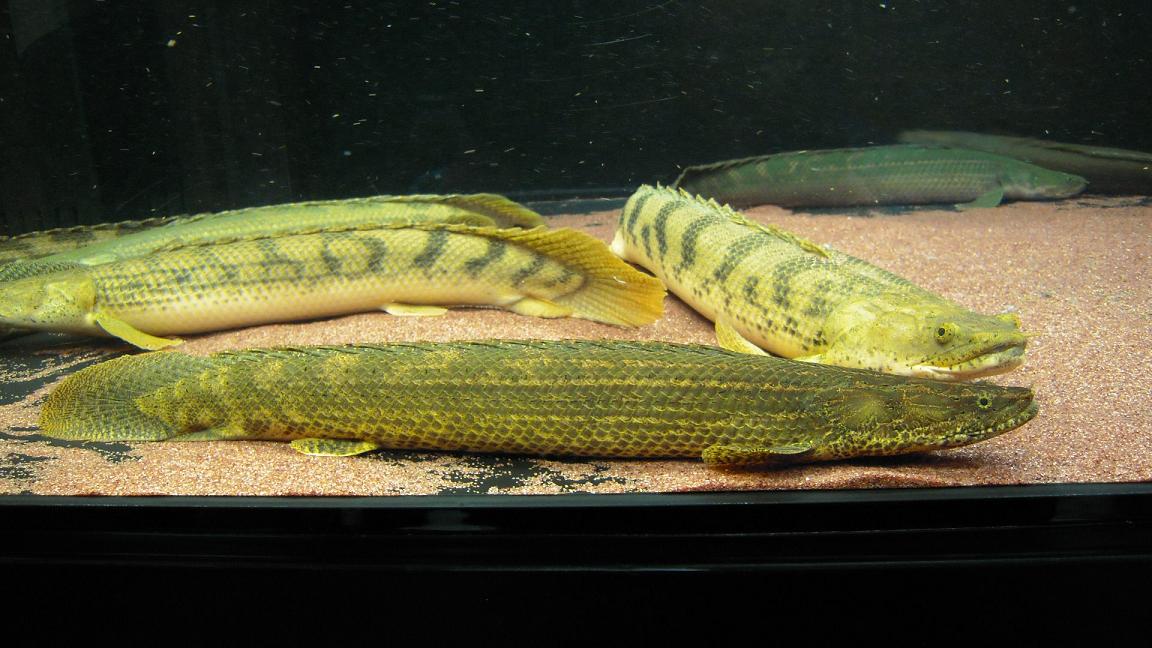 アクアワーク 古代魚ポリプテルス Polypterus Livedoor Blog ブログ