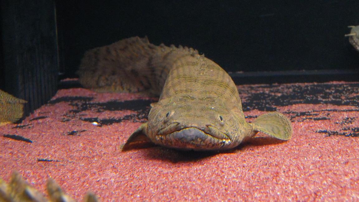 ラプエン2号とエンドリ : アクアワーク ～古代魚ポリプテルス～