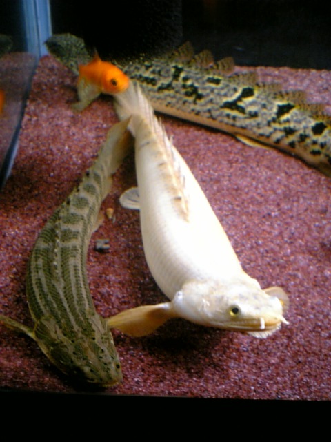 ナイジェリア・ラプラディ！（ラプラ7号） : アクアワーク ～古代魚