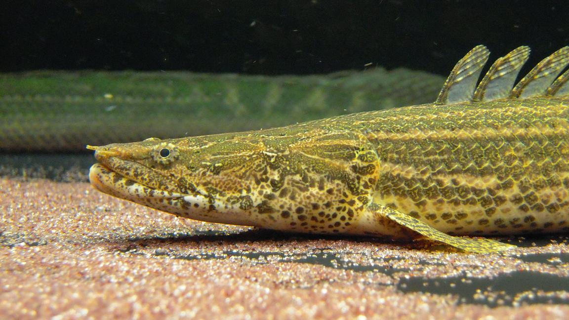 アクアワーク 古代魚ポリプテルス Polypterus Livedoor Blog ブログ