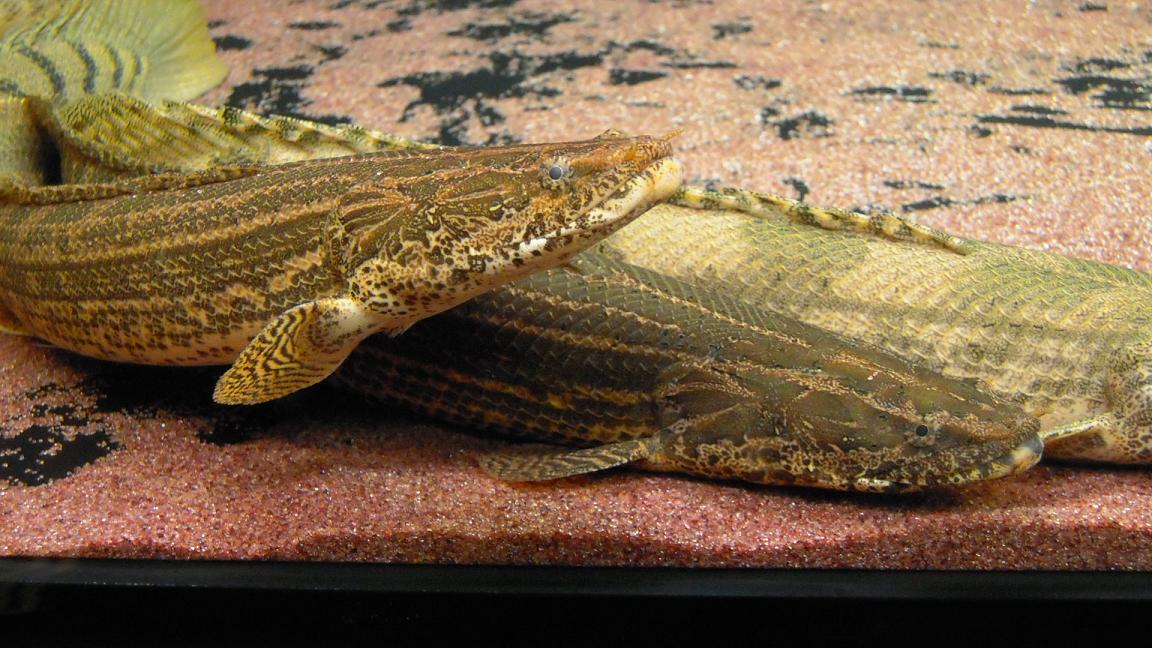 新魚！発色の個体差 : アクアワーク ～古代魚ポリプテルス～