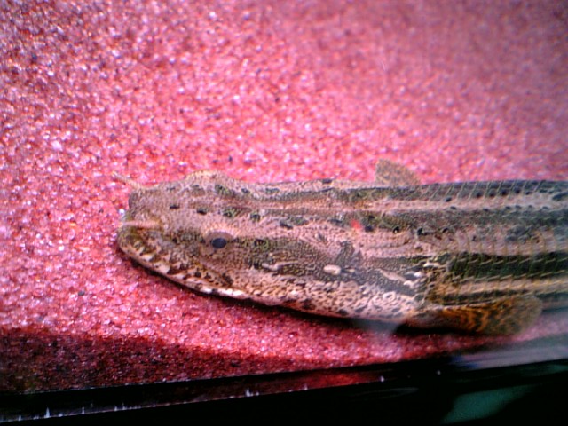 飼育ビキール・ビキールの紹介と経過 : アクアワーク ～古代魚 ...