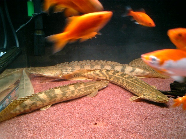 メイン水槽、ポリプの整理 : アクアワーク ～古代魚ポリプテルス～