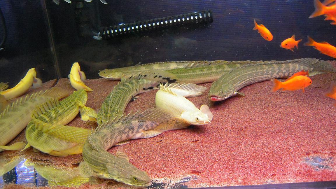 アクアワーク 古代魚ポリプテルス Livedoor Blog ブログ