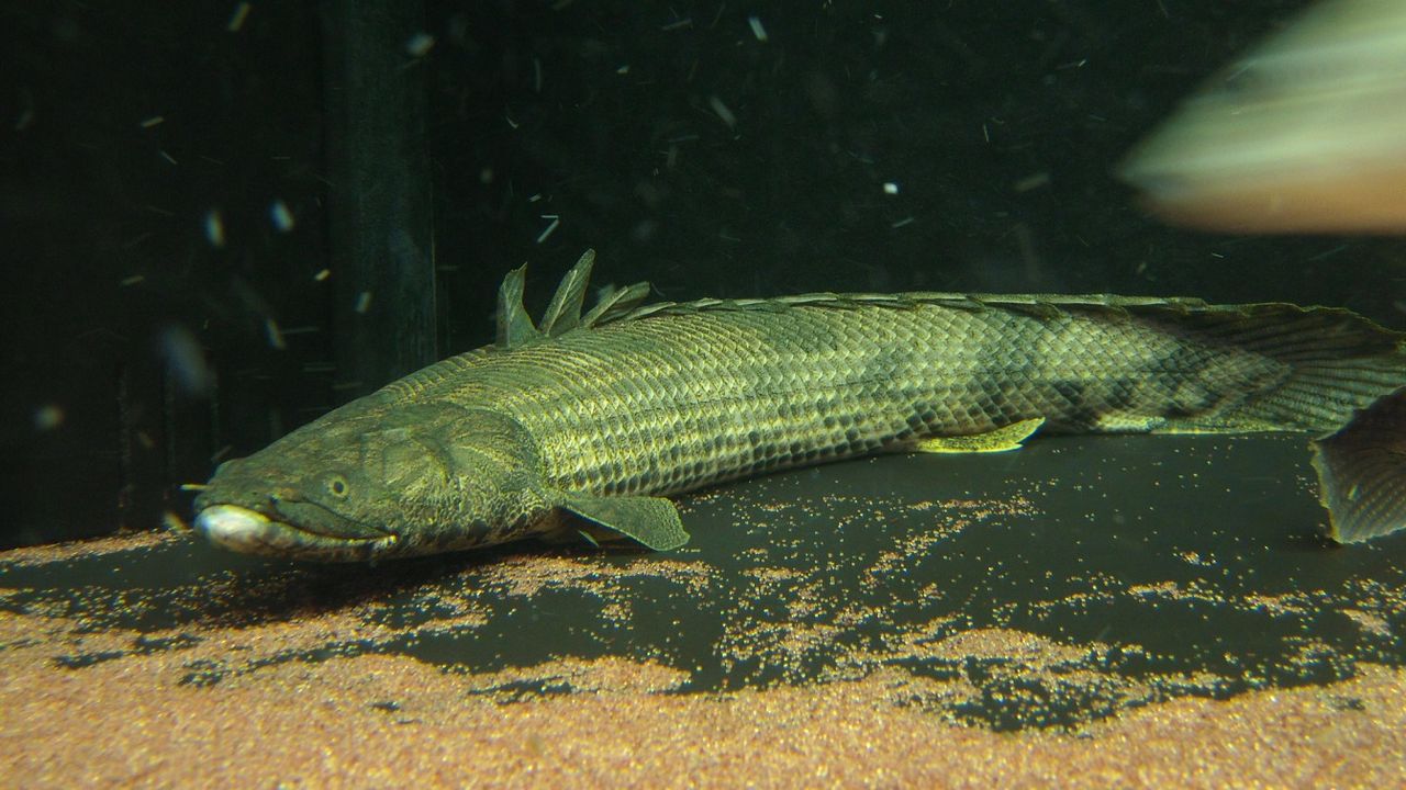 ギニア・エンドリケリー : アクアワーク ～古代魚ポリプテルス～