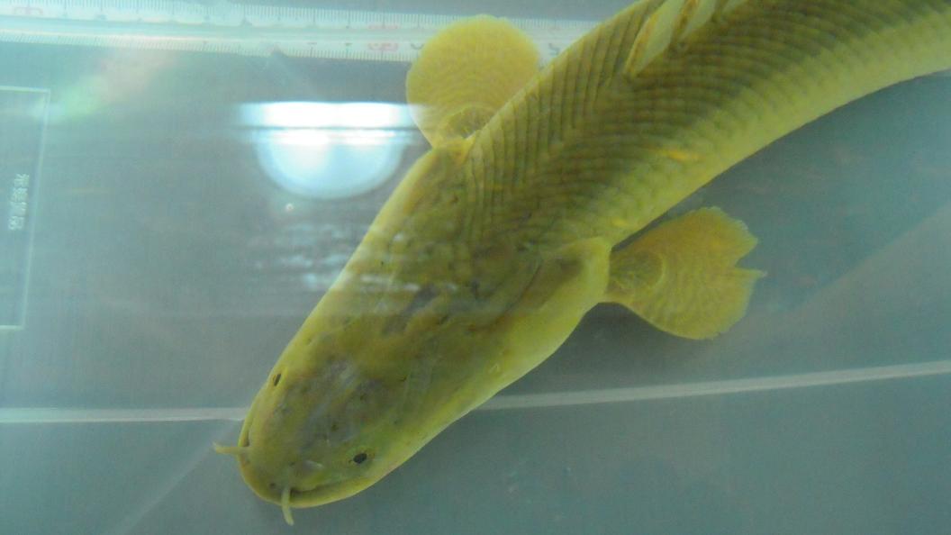 ビキールがやってきました！ : アクアワーク ～古代魚ポリプテルス～