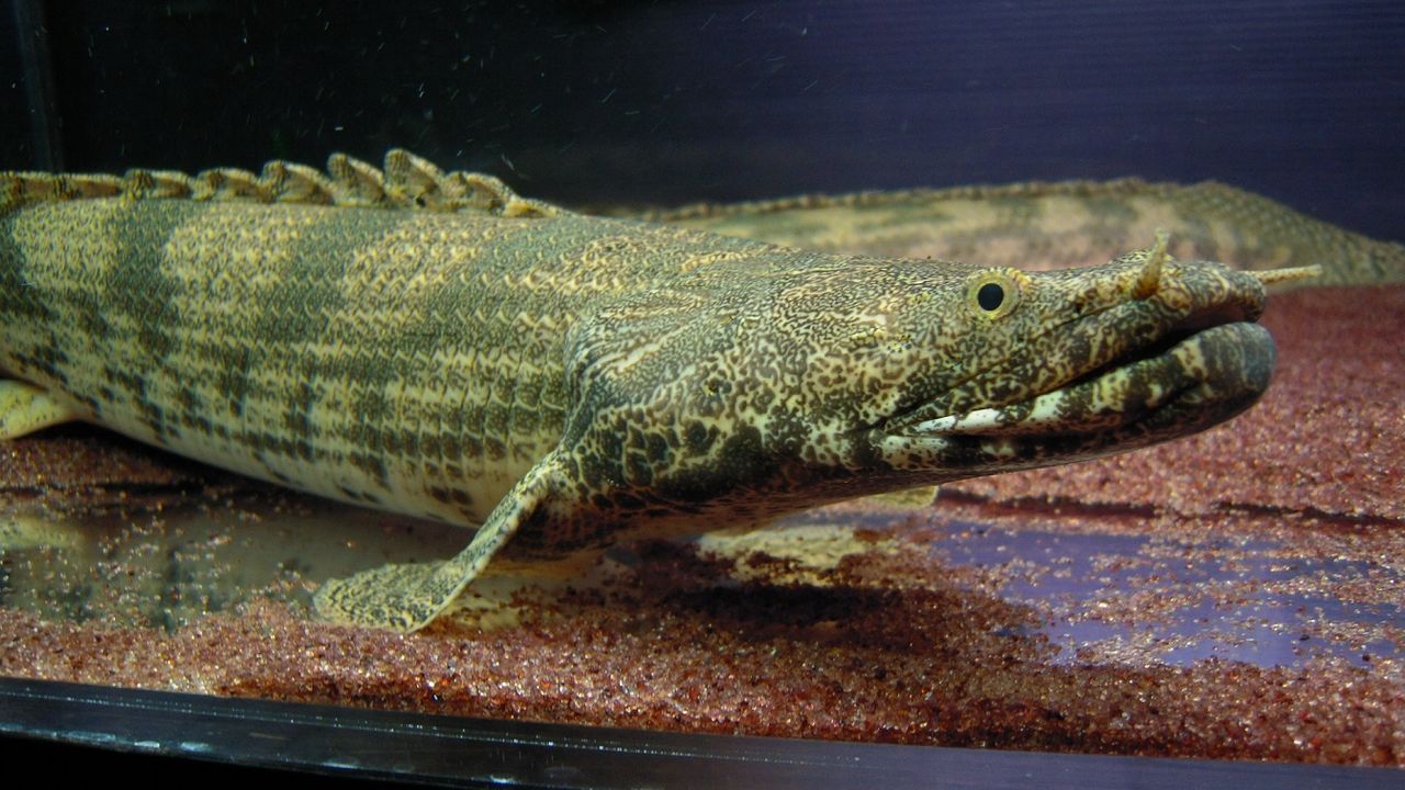 ポリプテルス ラプエン56㎝± ワイルド