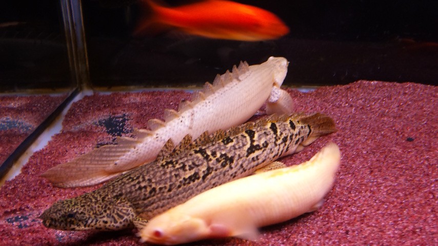 デルとセネは、変わらない毎日です。 : アクアワーク ～古代魚