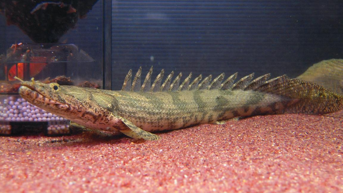 アクアワーク 古代魚ポリプテルス Livedoor Blog ブログ