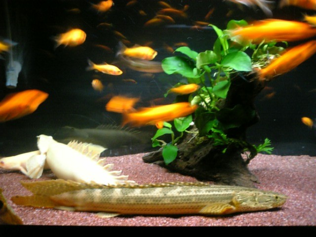 ナイジェリア・ラプラディ！（ラプラ7号） : アクアワーク ～古代魚