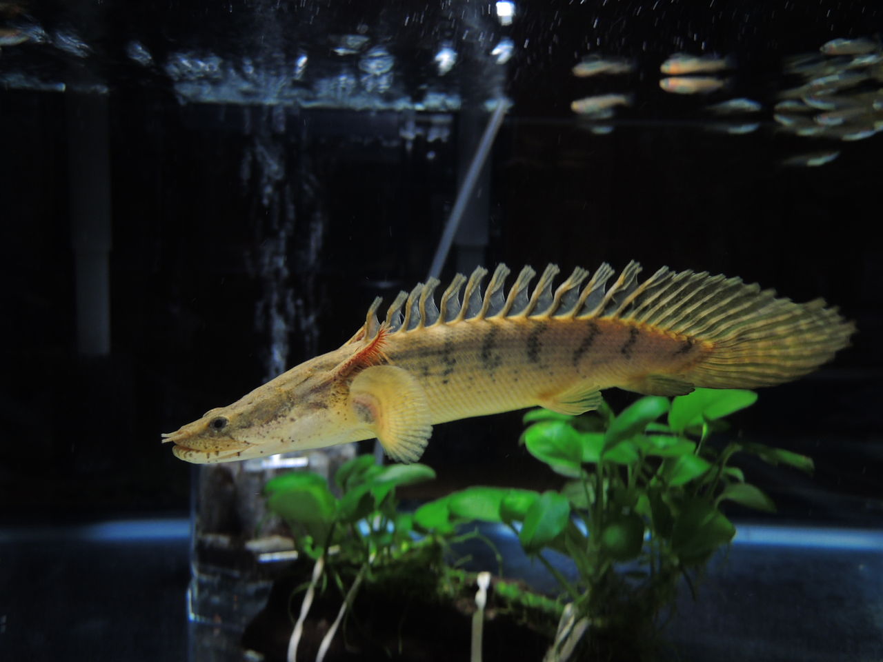 アンソルギー　コンギクス 2013年ロットのブリード・コンギクス : アクアワーク ～古代魚