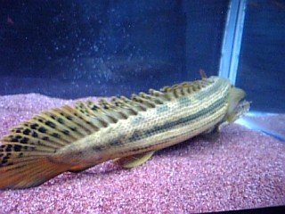飼育ビキール・ビキールの紹介と経過 : アクアワーク ～古代魚
