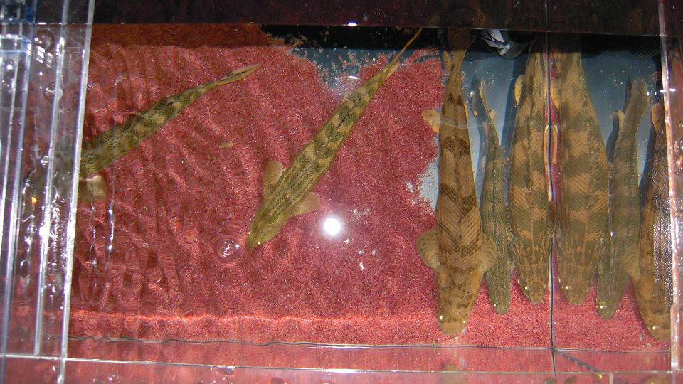 工作 スライド給餌窓つけてみました アクアワーク 古代魚ポリプテルス