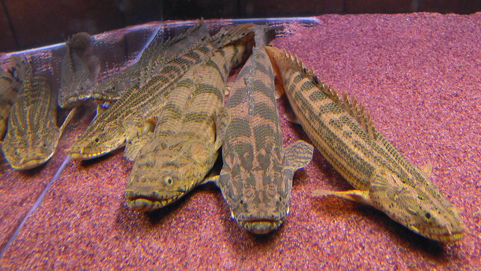 アクアワーク 古代魚ポリプテルス エンドリケリー エンドリケリー Livedoor Blog ブログ