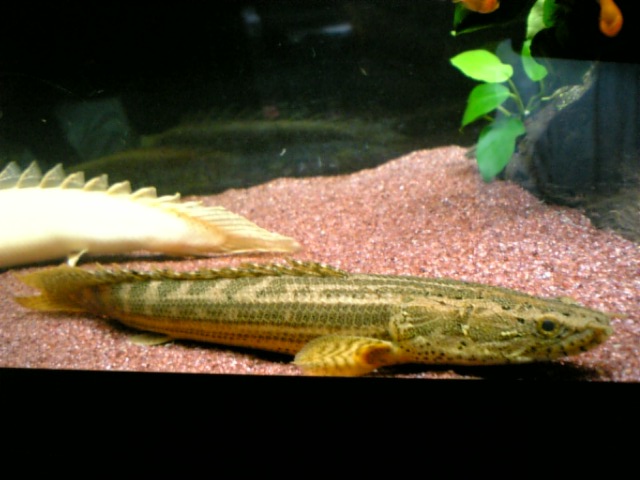 ナイジェリア・ラプラディ！（ラプラ7号） : アクアワーク ～古代魚