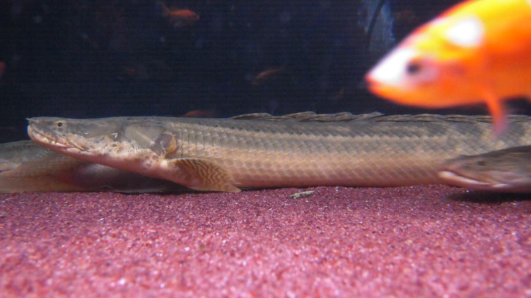アクアワーク 古代魚ポリプテルス Livedoor Blog ブログ
