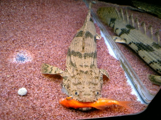 初心に戻って飼ってみよう アクアワーク 古代魚ポリプテルス