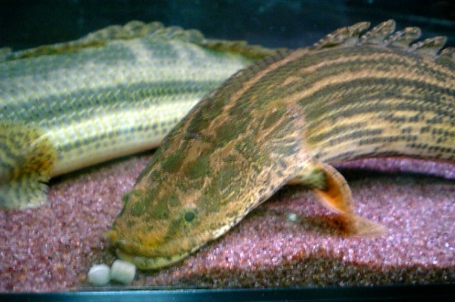 AR】ダニエル スキオラ リトグラフ 細流 32/200