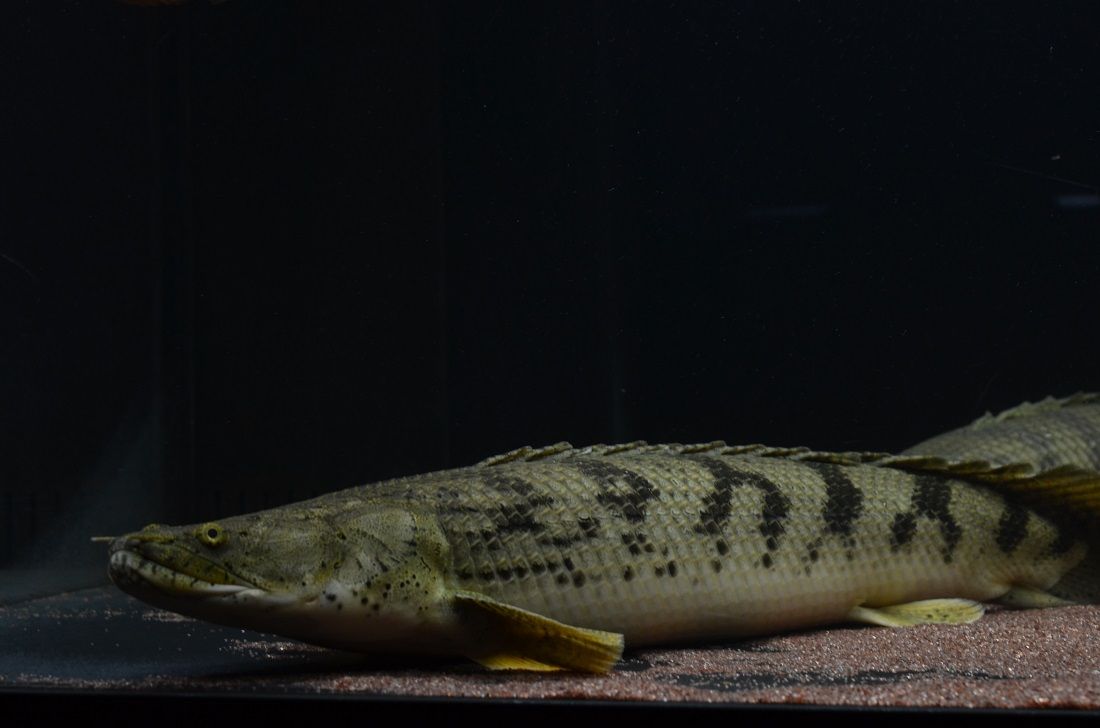 育成コンギも大きくなりました : アクアワーク ～古代魚ポリプテルス～