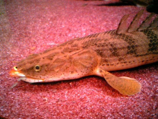 コンギクス ワイルド個体